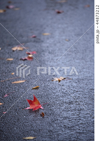 道に落ちる楓の紅葉 44873212