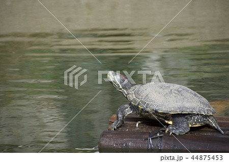 カメ 44875453