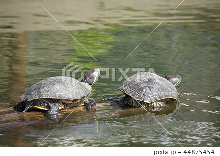 カメ 44875454