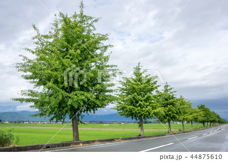 イチョウ並木の日の入り 44875610