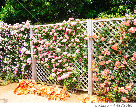 バラ園　平塚　綺麗 44875660