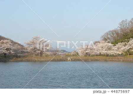 沼辺に咲き誇る桜 44875697