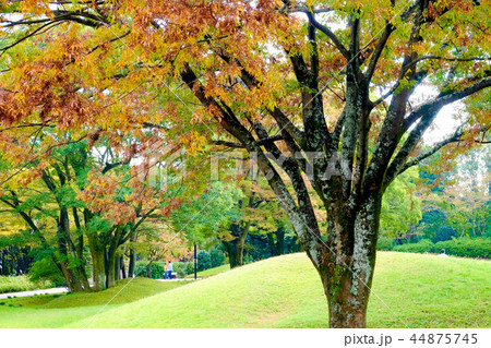 公園の秋 44875745