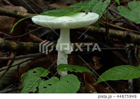 ブナ林床に生えたドクツルタケー癒しの森 福島県只見町 ブナ林床に生えたドクツルタケー癒しの森 福島県只見町 44875949