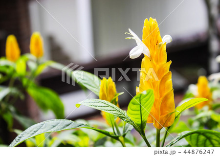 Pachystachys lutea yellow shrub in garden. Pachystachys lutea yellow shrub in garden. 44876247