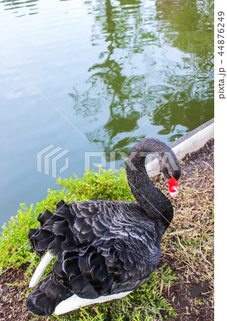 Black swan on ground floor soil near water pool. Black swan on ground floor soil near water pool. 44876249
