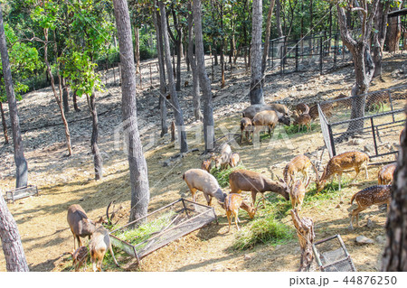 Group brown deer female and male full grown. Group brown deer female and male full grown. 44876250