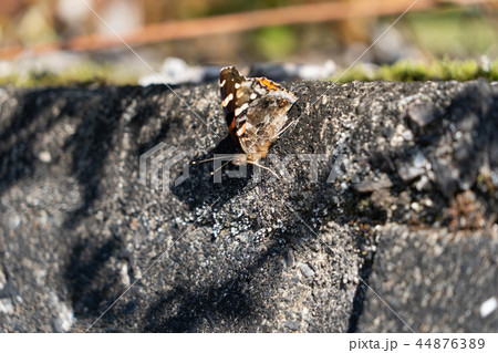 壁にとまるアカタテハ 44876389