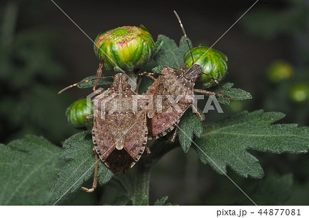 Brown marmorated stink bug (Halyomorpha halys) 44877081