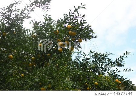 柚子の果実 44877244
