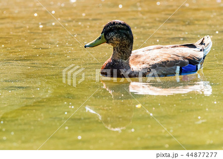 Male wild duck or Anas platyrhynchos floats in water 44877277