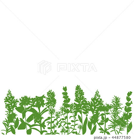 Grass and plants detailed silhouettes on white. 44877580
