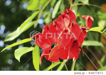 アメリカデイゴの花 アメリカデイゴの花 44877871