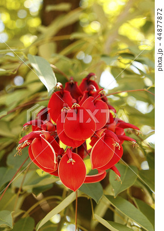 アメリカデイゴの花 44877872