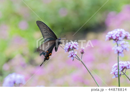 ジャコウアゲハ 44878814