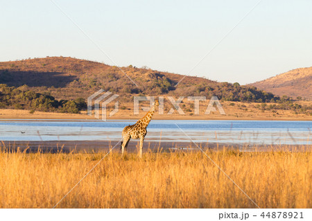 Giraffe from South Africa,Pilanesberg Park Giraffe from South Africa,Pilanesberg Park 44878921