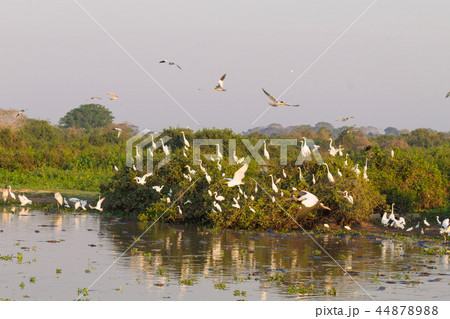 Beautiful Pantanal landscape, South America,Brazil 44878988