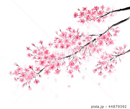 桜 水墨画 彩墨画のイラスト素材
