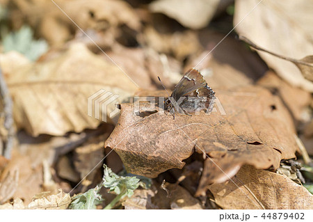 コツバメ 44879402