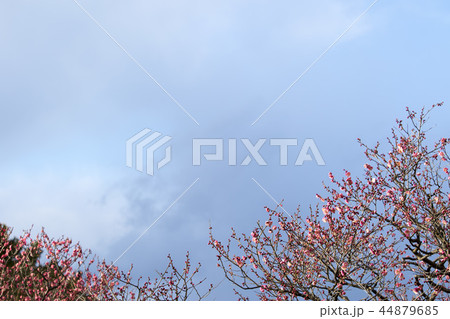初春に咲く・紅梅に光が当たり浮かび上がった冬風景。 44879685