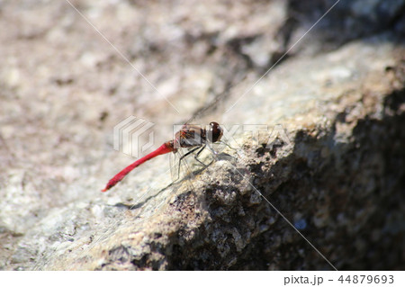 マユタテアカネ 44879693