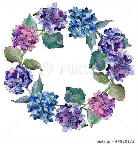 Watercolor Purple Gortenzia Flower Floral のイラスト素材