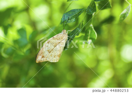 ツマベニチョウ ツマベニチョウ 44880253