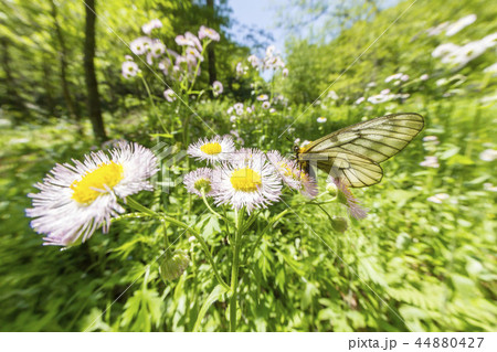 ウスバシロチョウ 44880427