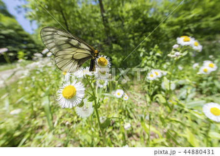 ウスバシロチョウ 44880431