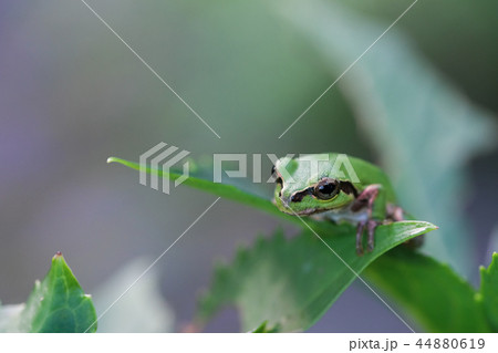 アジサイの葉に乗ったニホンアマガエル - 身を乗り出す(正面から) アジサイの葉に乗ったニホンアマガエル - 身を乗り出す(正面から) 44880619