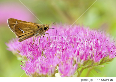 イチモンジセセリ 44880936