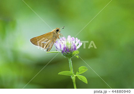 イチモンジセセリ イチモンジセセリ 44880940