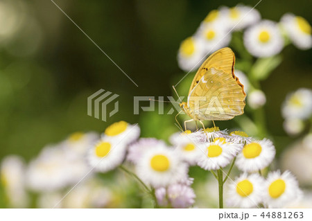 クモガタヒョウモン 44881263