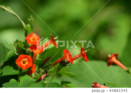 最近よく見るマルバルコウソウ 最近よく見るマルバルコウソウ 44881545