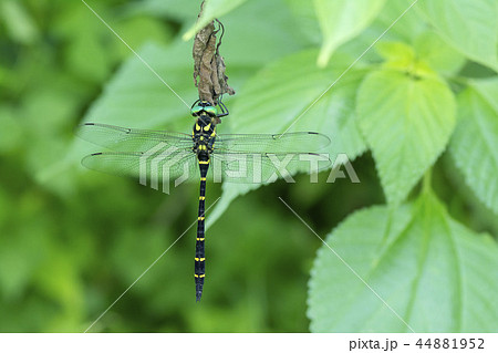 オニヤンマ 44881952