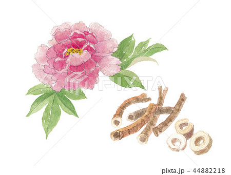 牡丹の花と根のイラスト素材 4418
