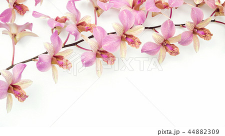 The pink orchid flower on a white background. 44882309