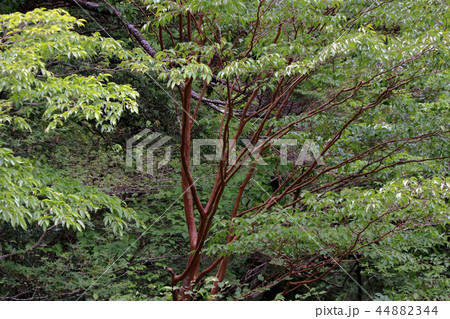 ヒメシャラ　自然 44882344