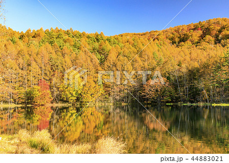 御射鹿池の紅葉の写真素材