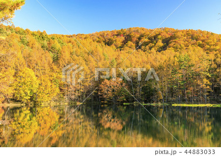 御射鹿池の紅葉の写真素材