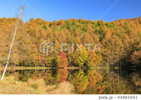 御射鹿池の紅葉 44883041