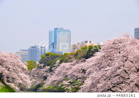 桜景 皇居 千鳥ヶ淵 桜景 皇居 千鳥ヶ淵 44883161
