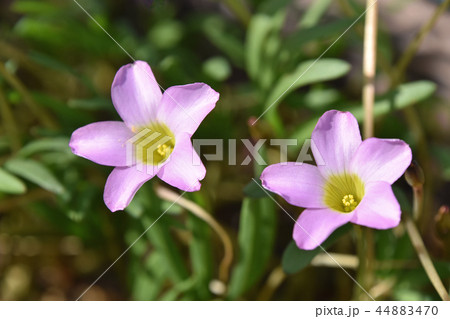 オキザリス・ペンタフィラ オキザリス・ペンタフィラ 44883470
