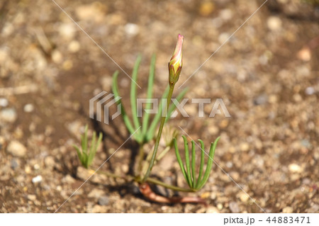 オキザリス・ペンタフィラの蕾 44883471