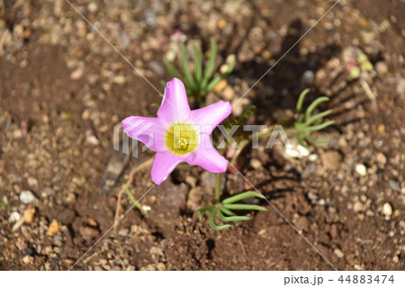 オキザリス・ペンタフィラ オキザリス・ペンタフィラ 44883474