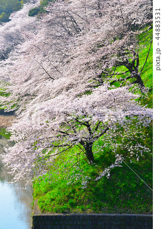桜景　皇居　牛ヶ淵 44883531