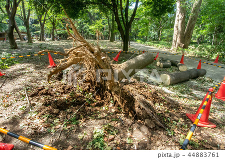 台風被害の倒木 44883761