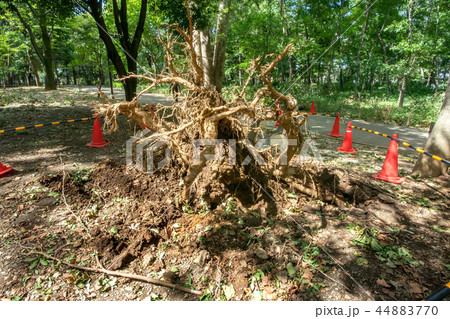 台風被害の倒木 44883770