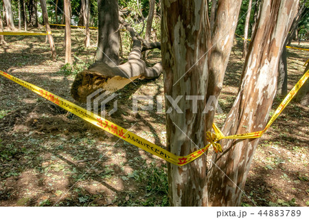 台風被害の倒木 44883789