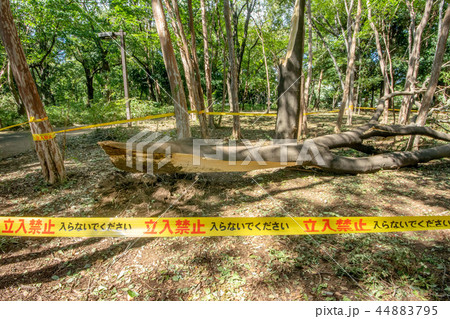 台風被害の倒木 44883795